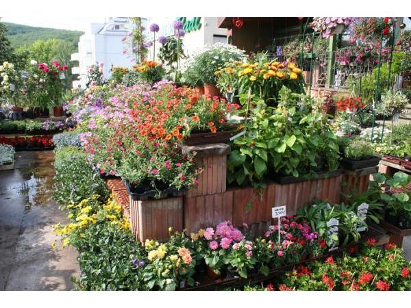 Bild 6 von Blumen Radl
