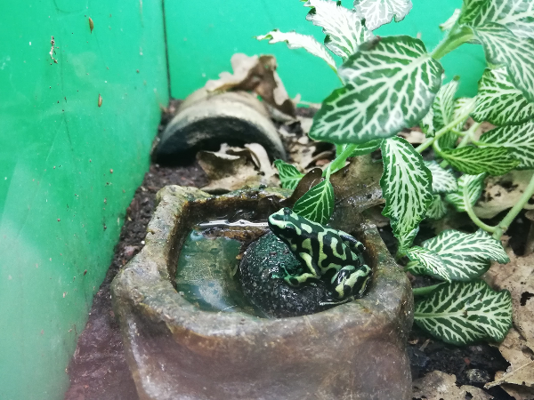 Bild 4 von Zoo Austria - Ihr Profi für Terraristik