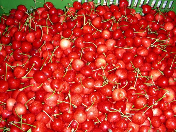 Bild 7 von Fattingerhof - Bio Obstgut