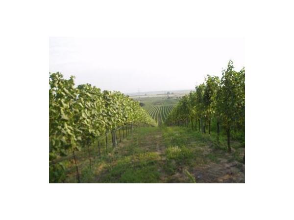 Bild 6 von Ferienhof-Weingut Erwin u Ingrid Lunzer
