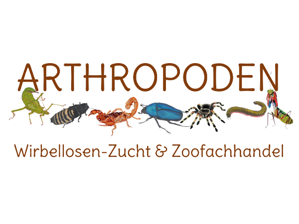 Bild 2 von Arthropoden e.U.