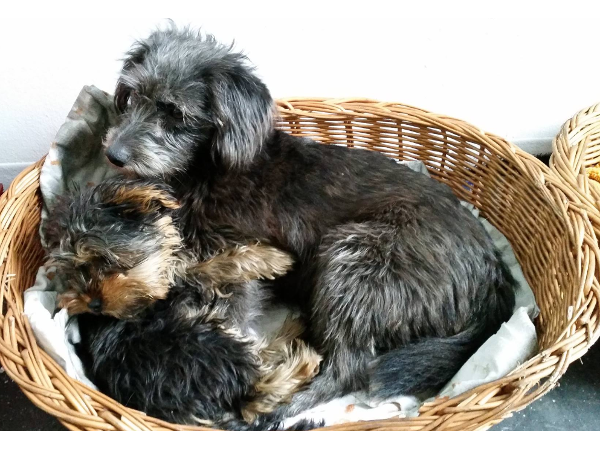 Bild 7 von Hundebetreuung Blumau