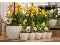 Gartenbau-Blumen Helmut Friedl