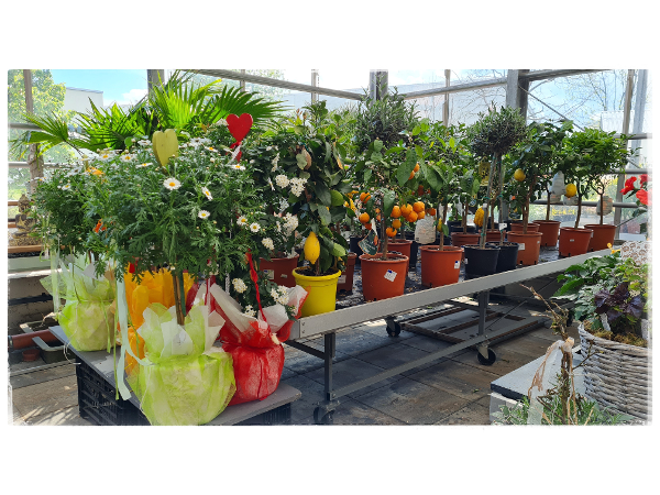 Bild 218 von Gartenbau-Blumen Helmut Friedl