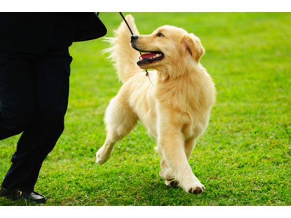 Bild 2 von Traumhund - Faires Hundetraining für einen harmonischen Alltag