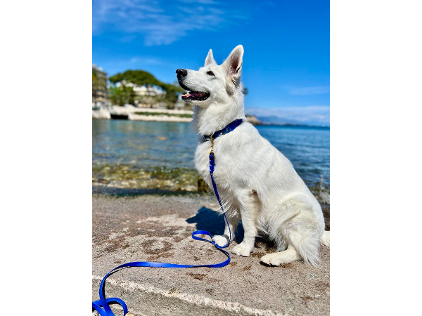 Bild 1 von Luxery Dogs