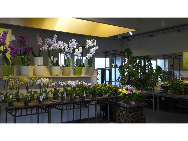 Bild 19 von Blumen Schonsky