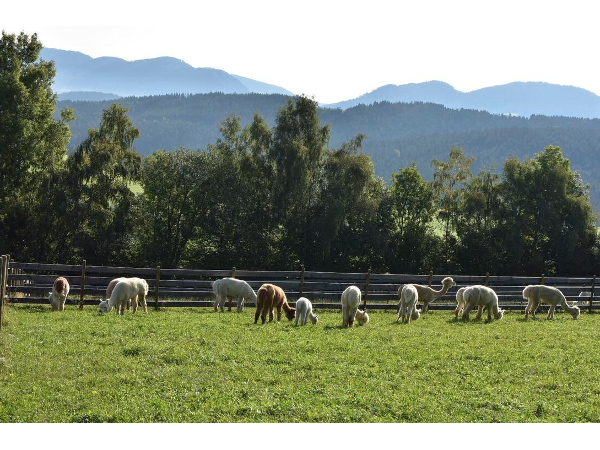 Bild 13 von Zottlerhof - Bio . Alpakas . Kräuter . Spinnräder . Auszeithof