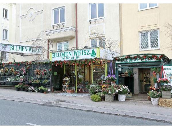 Bild 1 von Blumen Weisz