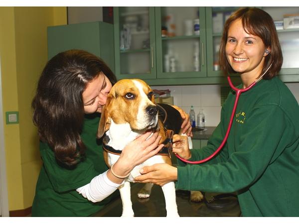 Bild 2 von TIERAMBULANZ BRIGITTENAUERLÄNDE