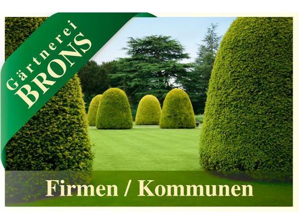 Bild 4 von Gärtnerei Brons - Filiale Flora Brons