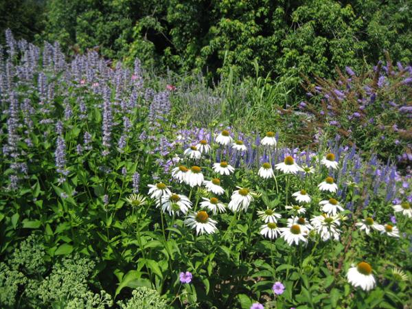Bild 13 von Blumen und Garten Veronika Schmeikal OG