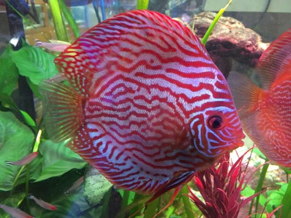 Bild 6 von Aquashop Inh Manfred de Pasqualin
