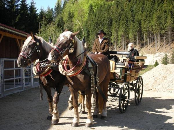 Bild 1 von Reiterhof Scherhäufl Ranch