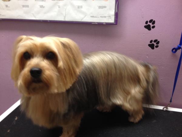 Bild 5 von Hundefriseur Andrea Oppacher in Pinzgau