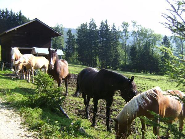 Bild 16 von Ferienhof Feichtinger Fam Zopf