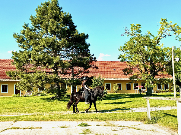 Bild 1 von Reitzentrum Reittherapie Islandpferdehof Gut Sachsengang Novotny Reitanlagenbetriebsges.m.b.H.