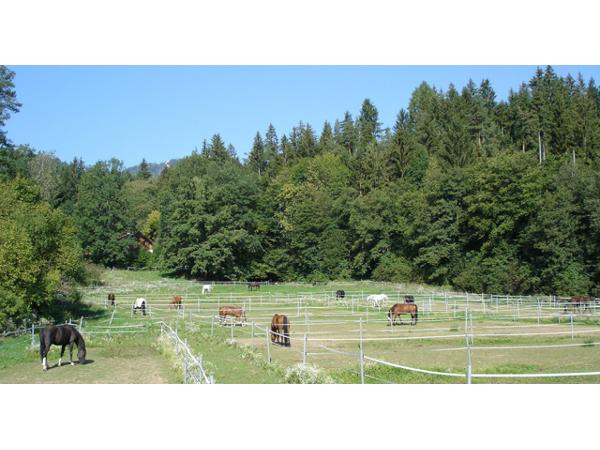 Bild 6 von Reitanlage Krizek