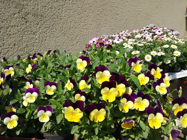 Bild 20 von blumenzeit - Anneliese Mahl
