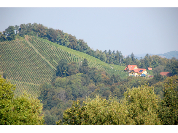 Bild 7 von Weingut - Gästehaus Birnstingl
