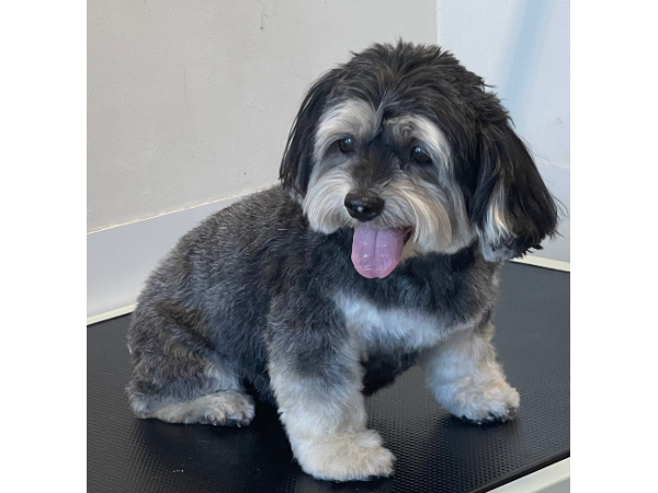 Bild 18 von MamaWau Hundefriseur-Hundesalon-Erinnerungsschmuck