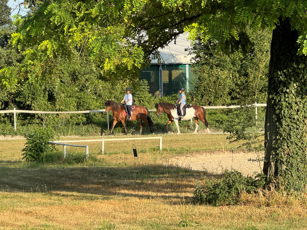 Bild 5 von Reitzentrum Reittherapie Islandpferdehof Gut Sachsengang Novotny Reitanlagenbetriebsges.m.b.H.