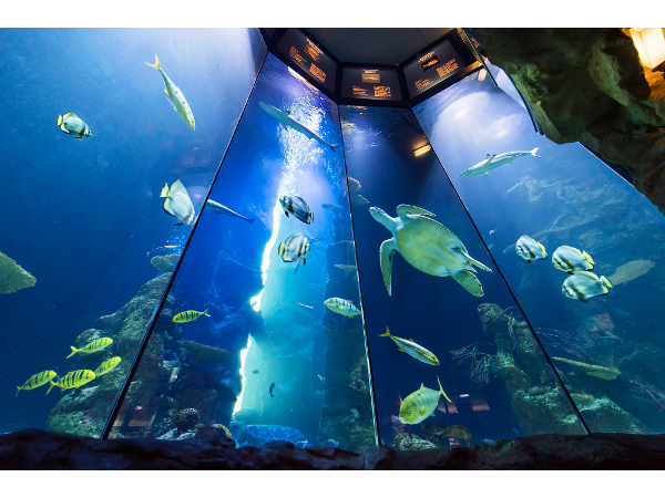 Bild 5 von Haus des Meeres Aqua Terra Zoo Wien