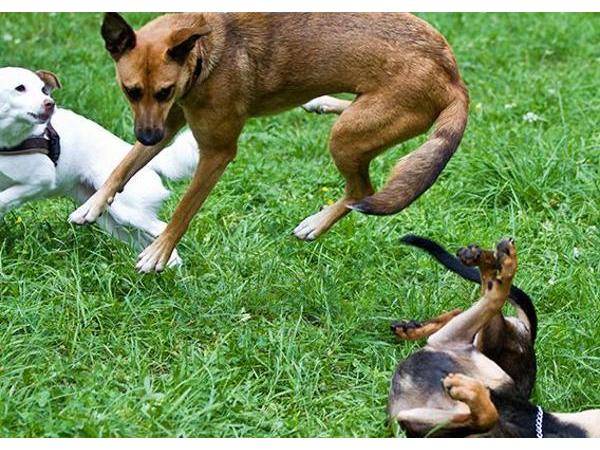 Bild 3 von Ausserferner Hundeschule