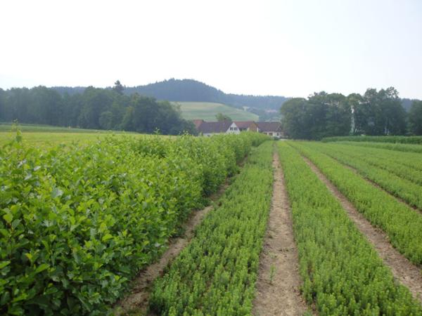 Bild 6 von Kärntner Forstbaumschulen