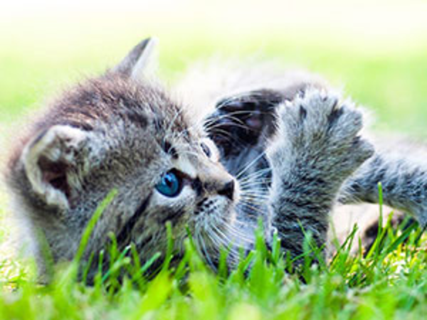 Bild 12 von Tierambulanz Tieresianum