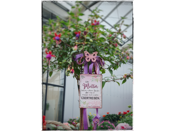 Bild 250 von Gartenbau-Blumen Helmut Friedl