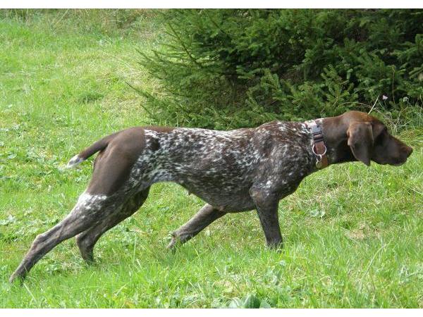 Bild 5 von Ausserferner Hundeschule