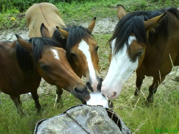 Bild 16 von Reitstall Ponderosa