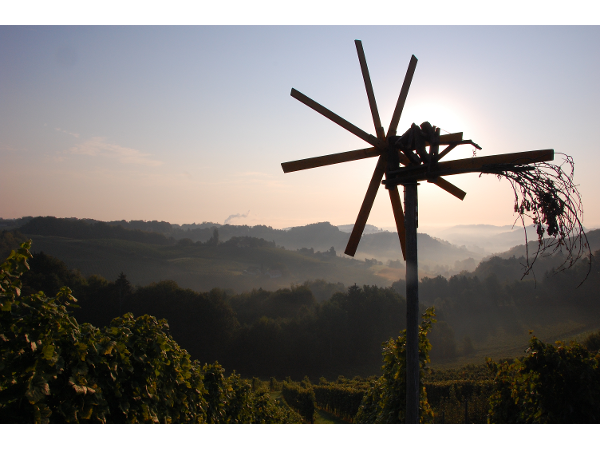 Bild 11 von Weingut - Gästehaus Birnstingl