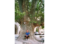 Klaus Trifich, Arborist Klaus