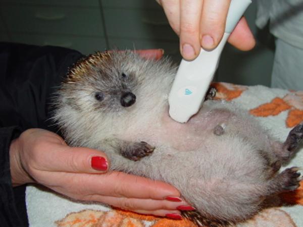 Bild 6 von Tierambulatorium Schramm Herbert Dr Magvetmed Magrernat - Tierarzt und Biologe (Zoologe)