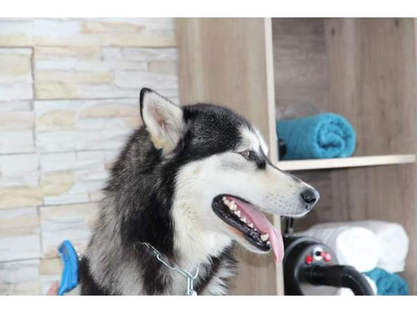 Bild 1 von Diamond Dog Hundesalon