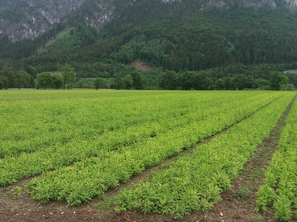Bild 7 von Steirische Landesforstgärten Aussenstelle Salzburg