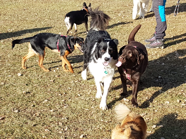 Bild 5 von Hundeschule Romana Bagby