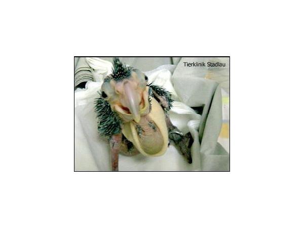 Bild 9 von Tierklinik Stadlau