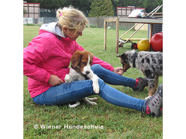 Bild 13 von Wiener Hundeschule
