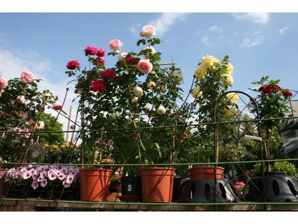 Bild 5 von Blumen Radl