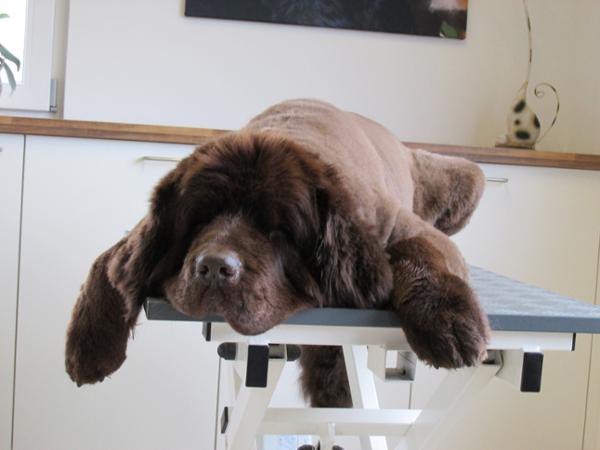 Bild 10 von Hundesalon Melanie