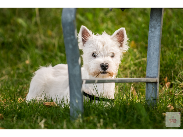 Bild 7 von Hundeschule Romana Bagby