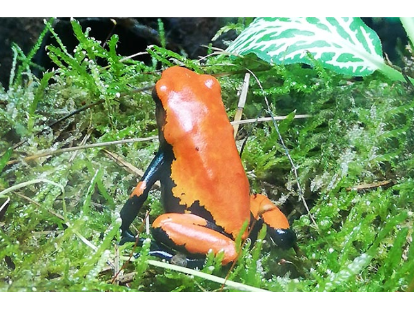 Bild 2 von Zoo Austria - Ihr Profi für Terraristik