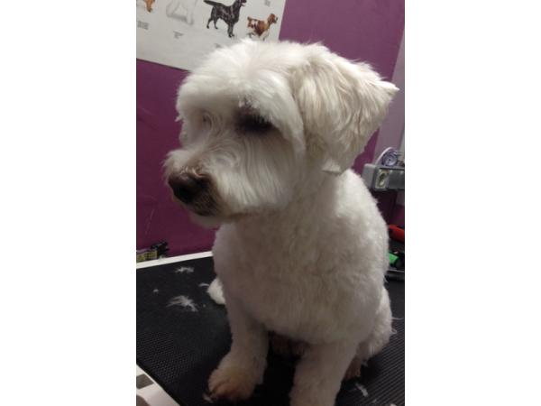 Bild 18 von Hundefriseur Andrea Oppacher in Pinzgau