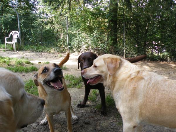 Bild 2 von Tierpension Susi & Strolch
