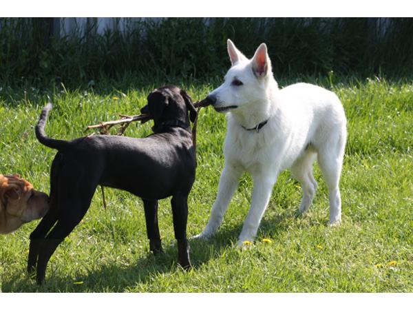 Bild 2 von Wiener Hundeschule