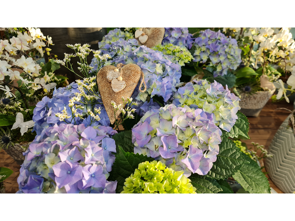Bild 212 von Gartenbau-Blumen Helmut Friedl