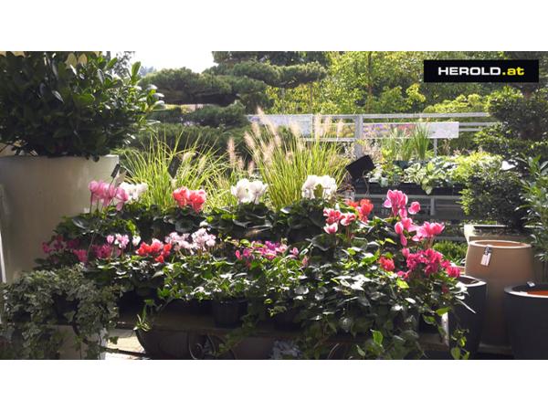 Bild 9 von Sulzenbacher GmbH - Der Gartengestalter